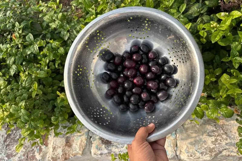 Healthy & Delicious Jamun Fruit Smoothie - Black Plum Smoothie Recipe